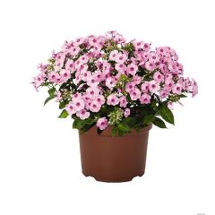 Floks wiechowaty 'Flame Pro Pink Pop'
